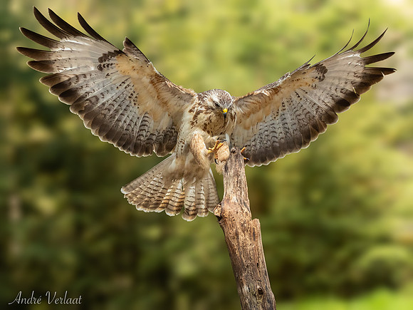 Buizerd / Buzzard - Oss