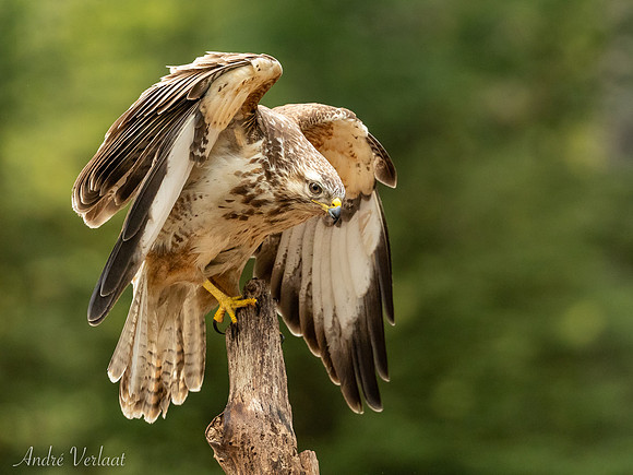Buizerd / Buzzard - Oss