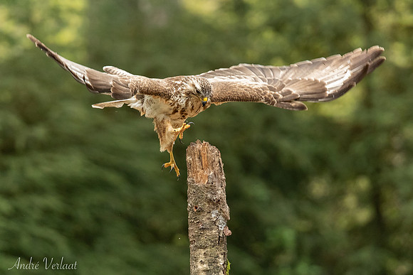 Buizerd / Buzzard - Oss
