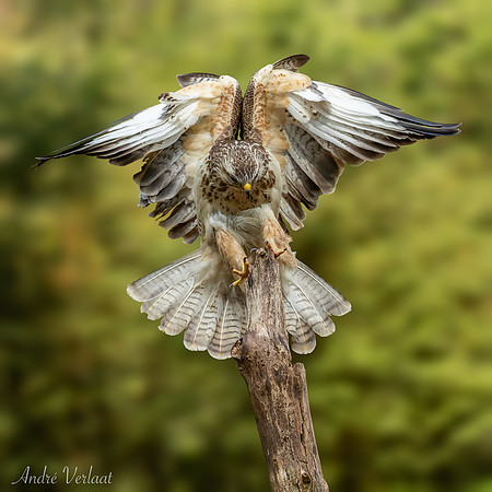 Buizerd / Buzzard - Oss