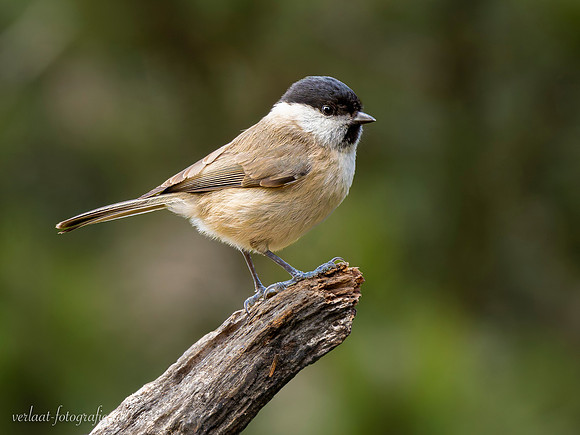 Glanskop / Marsh Tit - Lemelerveld