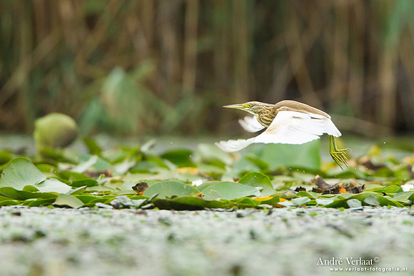 Ralreiger / Squacco Heron - Hortobagyi Nemzet Park