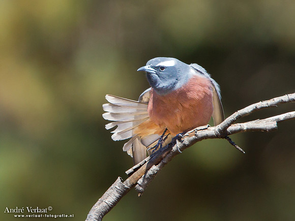 Wenkbrauwspitsvogel / White-browed Woodswallow - Bowra Sanctuary