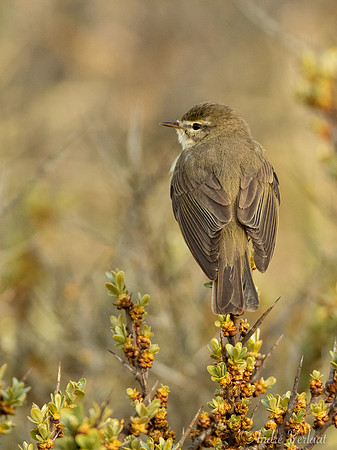 Fitis / Willow Warbler - De Koog (Texel)