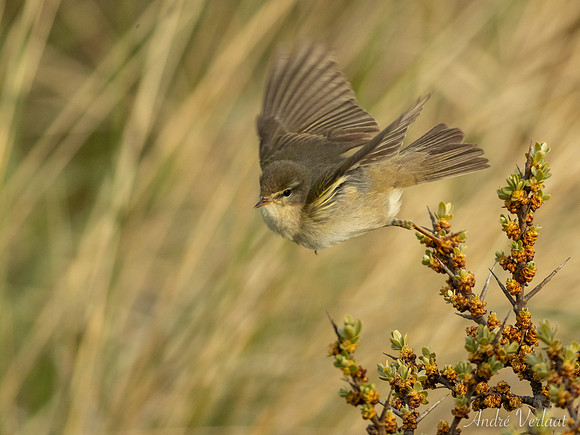 Fitis / Willow Warbler - De Koog (Texel)