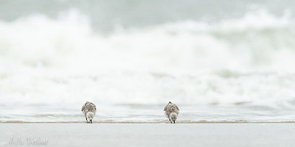Drieteenstrandloper / Sanderling - De Koog (Texel)