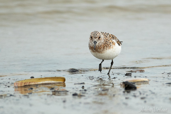 Drieteenstrandloper / Sanderling - De Koog (Texel)
