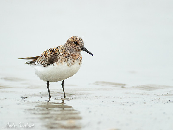 Drieteenstrandloper / Sanderling - De Koog (Texel)