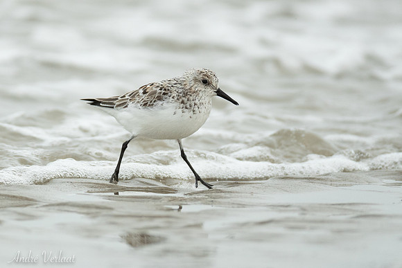 Drieteenstrandloper / Sanderling - De Koog (Texel)