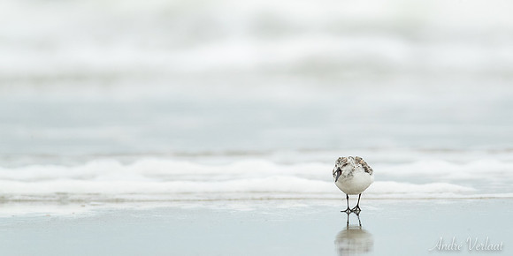 Drieteenstrandloper / Sanderling - De Koog (Texel)