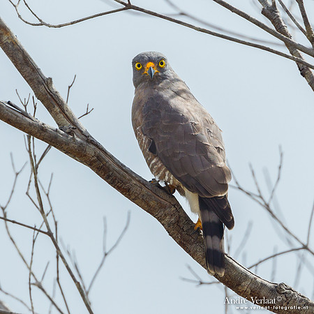 Wegbuizerd / Roadside Hawk - Hannover Savanne