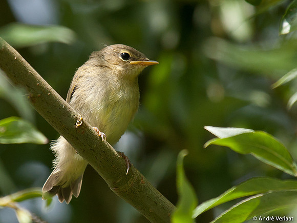 Tjiftjaf / Northern Chiffchaff - Lepelaarplassen