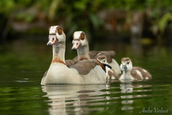 Nijlgans / Egyptian Goose - Wognum