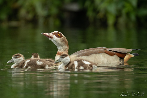 Nijlgans / Egyptian Goose - Wognum