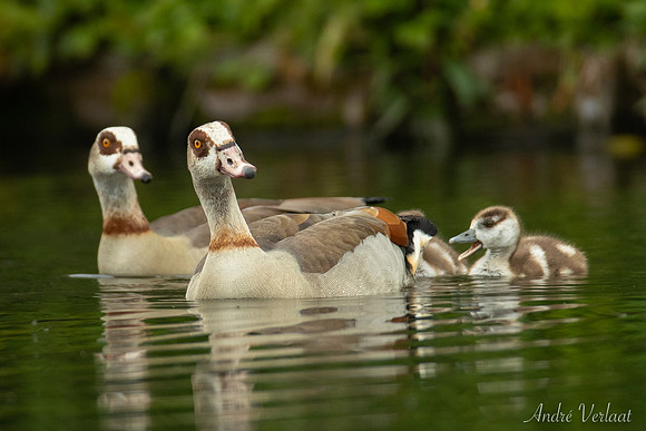 Nijlgans / Egyptian Goose - Wognum