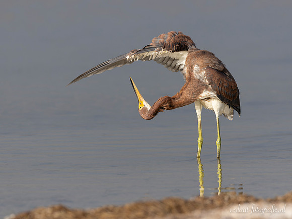 Witbuikreiger / Tricolored Heron - Rio Lagartos