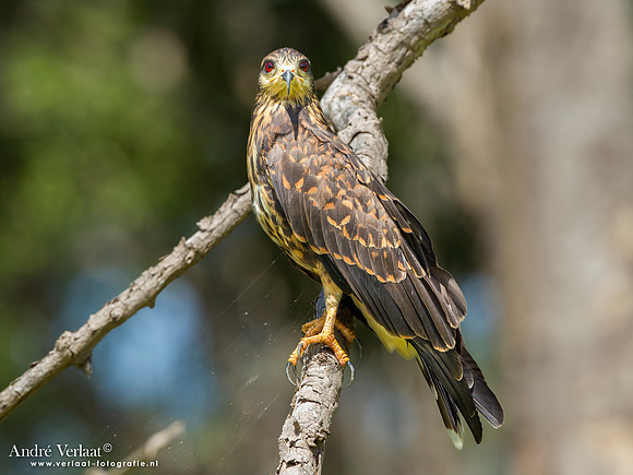 Slakkenwouw / Snail Kite - Bigi Pan