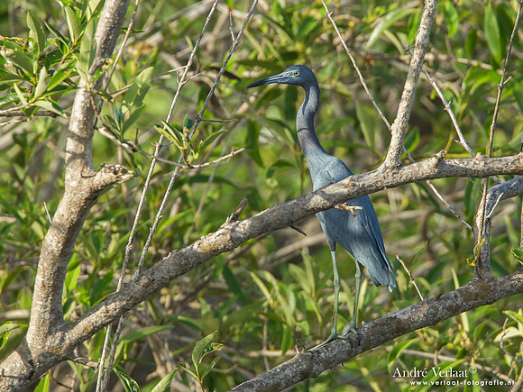 Kleine Blauwe Reiger / Little Blue Heron - Bigi Pan