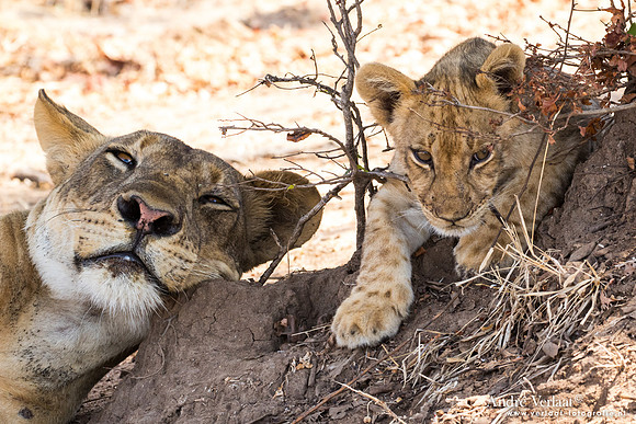 Leeuw / Lion - South Luangwa NP
