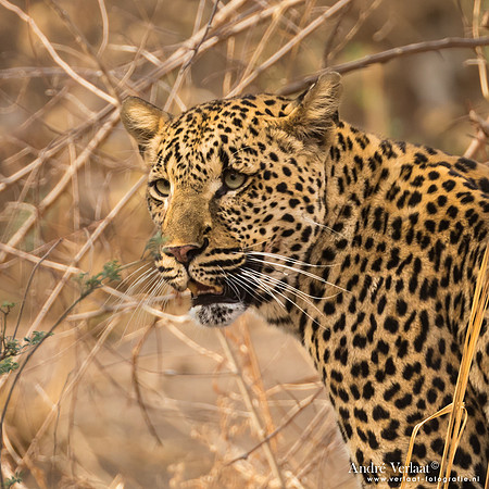 Luipaard / Leopard - South Luangwa NP