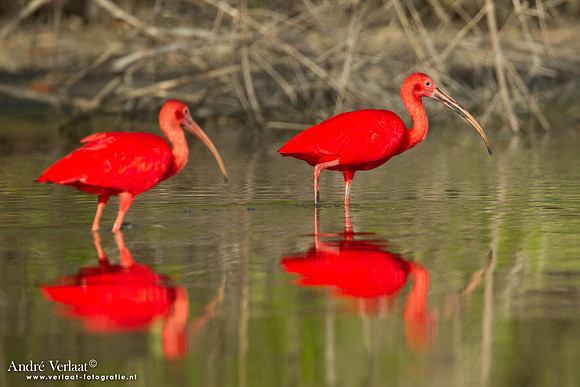 Rode Ibis / Scarlet Ibis - Bigi Pan