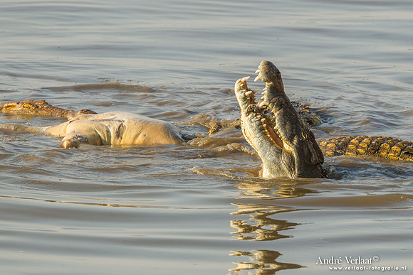 Nijlkrokodil met Nijlpaard / Nile Crocodile with Hippo - South Luangwa NP