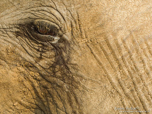 Afrikaanse Olifant / African Elephant - South Luangwa NP