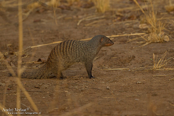 Zebramangoeste / Banded Mongoose - South Luangwa NP