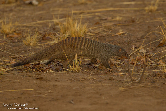 Zebramangoeste / Banded Mongoose - South Luangwa NP