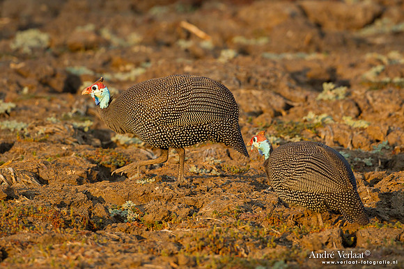 Helmparelhoen / Helmeted Guineafowl - South Luangwa NP