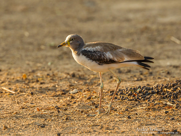 Witkruinkievit / White-crowned Lapwing - South Luangwa NP