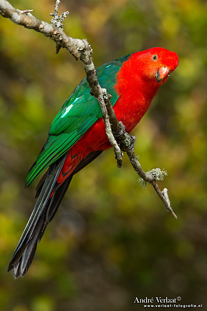 Australische Koningsparkiet / Australian King Parrot - Lamington Park