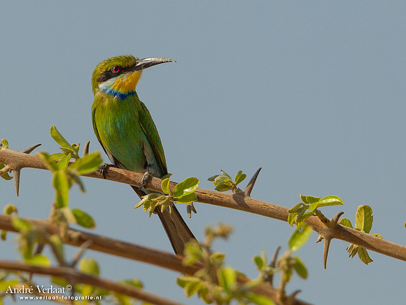 Zwaluwstaartbijeneter / Swallow-tailed Bee-eater - South Luangwa NP