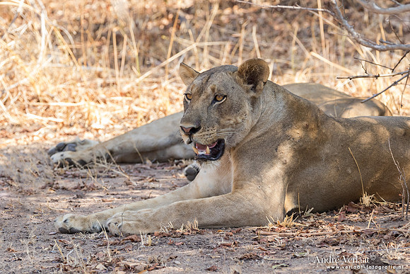 Leeuw / Lion - South Luangwa NP