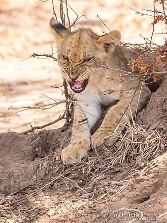 Leeuw / Lion - South Luangwa NP