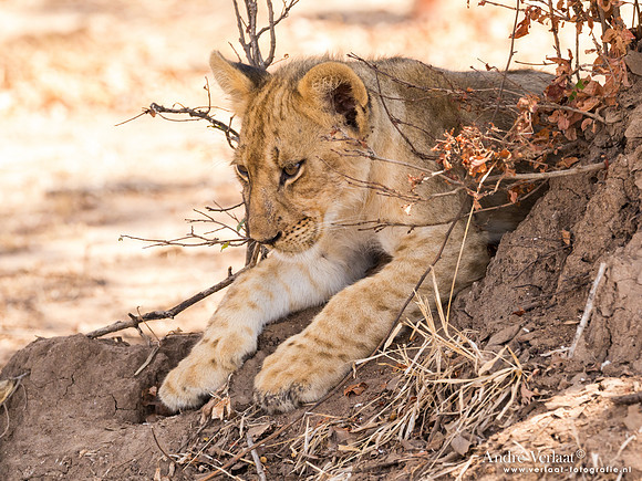 Leeuw / Lion - South Luangwa NP