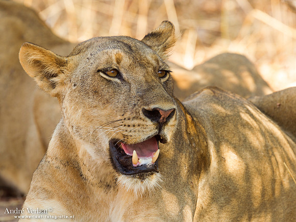 Leeuw / Lion - South Luangwa NP