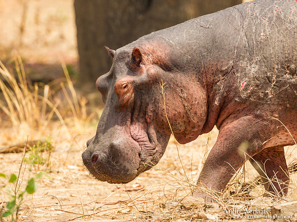 Nijlpaard / Hippo- South Luangwa NP