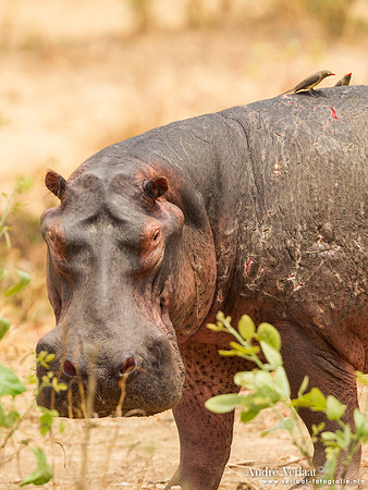 Nijlpaard / Hippo- South Luangwa NP