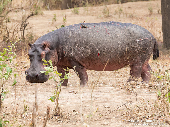 Nijlpaard / Hippo- South Luangwa NP
