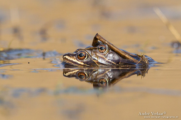 Heikikker / Moor frog - Kootwijk