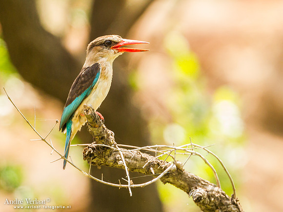 Bruinkapijsvogel / Brown-hooded Kingfisher - South Luangwa NP