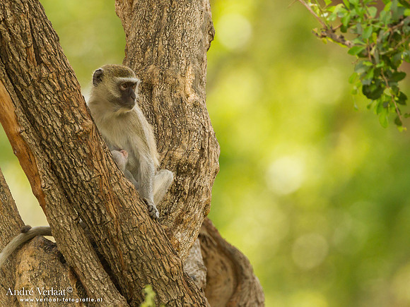 Groene Meerkat / Vervet Monkey - South Luangwa NP