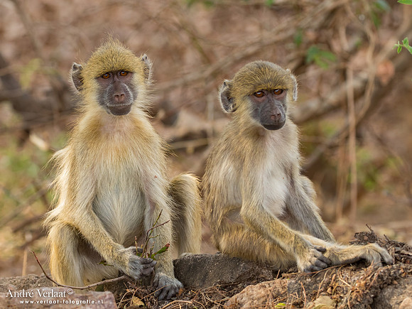 Baviaan / Baboon - South Luangwa NP