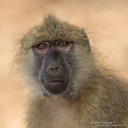 Baviaan / Baboon - South Luangwa NP