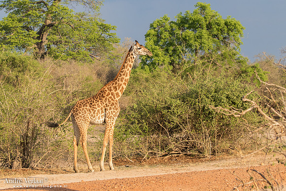 Thornicroft giraffe - South Luangwa NP