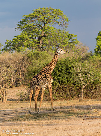 Thornicroft giraffe - South Luangwa NP