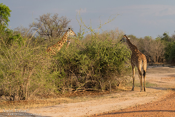 Thornicroft giraffe - South Luangwa NP