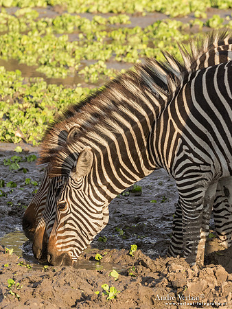 Zebra - South Luangwa NP