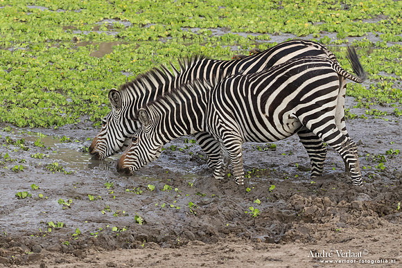 Zebra - South Luangwa NP